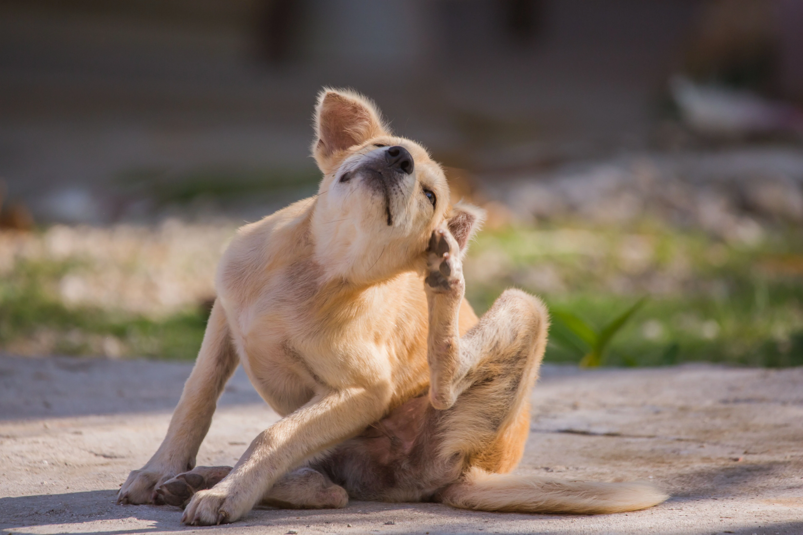 Pet with allergies receiving natural treatment