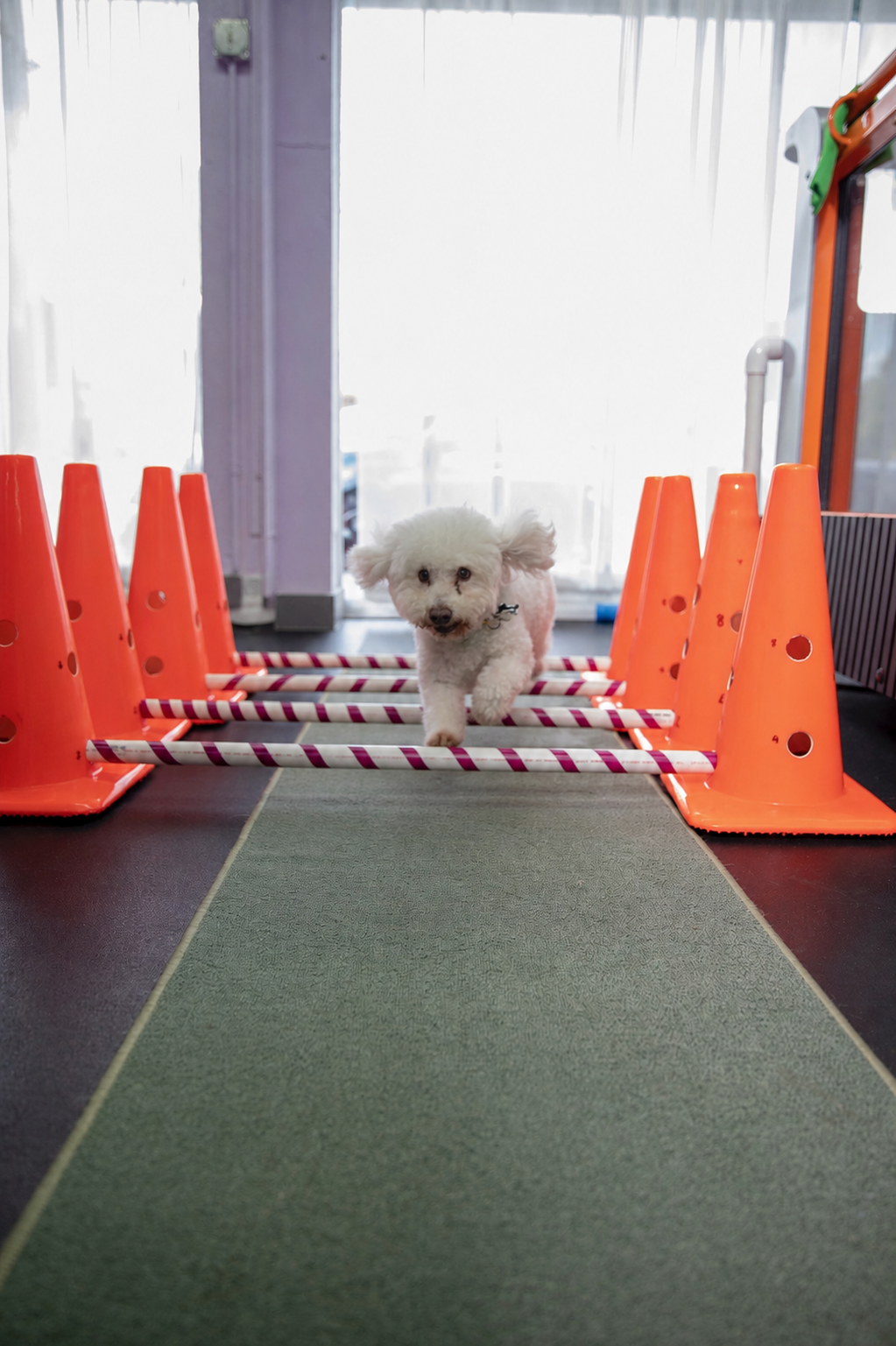 Dog doing rehabilitation exercises with cones