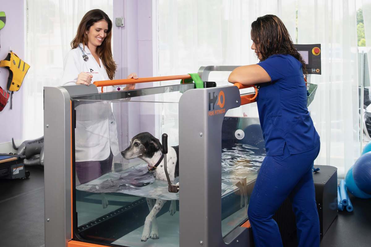 Physical Therapy, Pain & Mobility Support