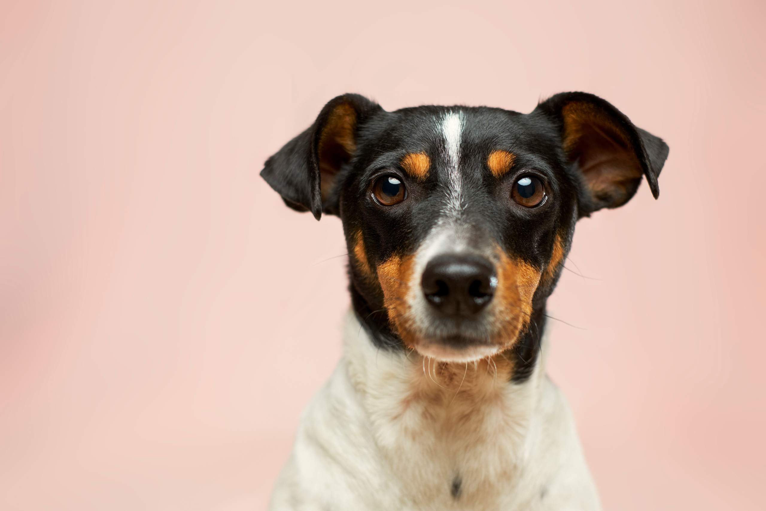 Why You Should Check Your Dog's Vitamin D Levels: The Overlooked Key to Lifelong Health