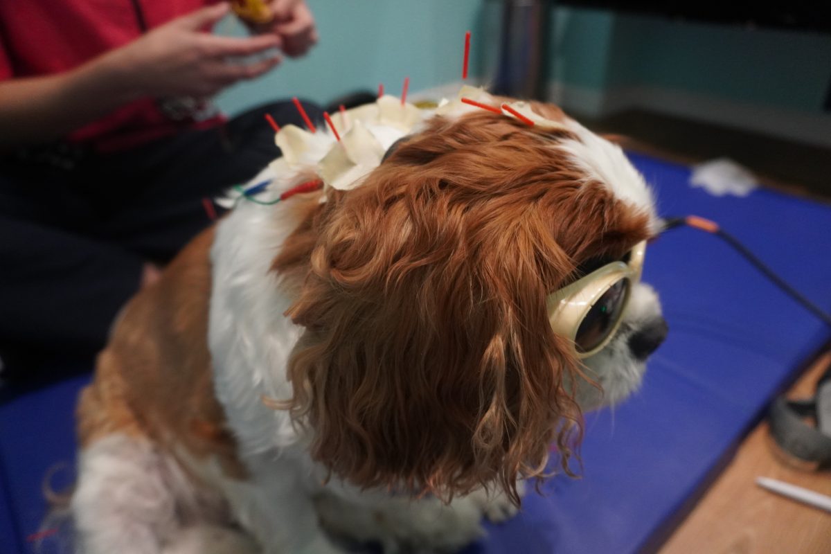 Acupuncture needle placement on dog