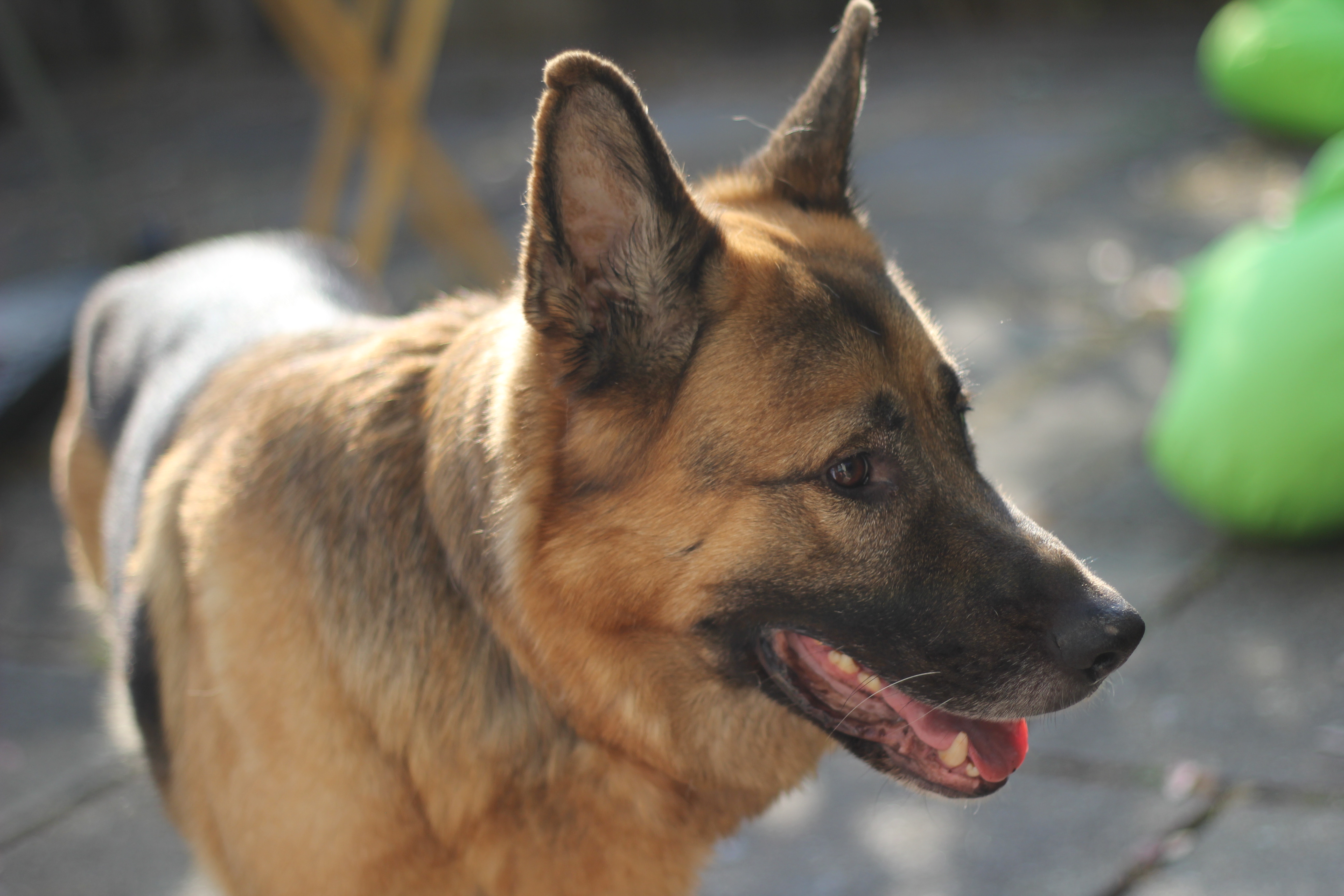 Degenerative Myelopathy in Dogs