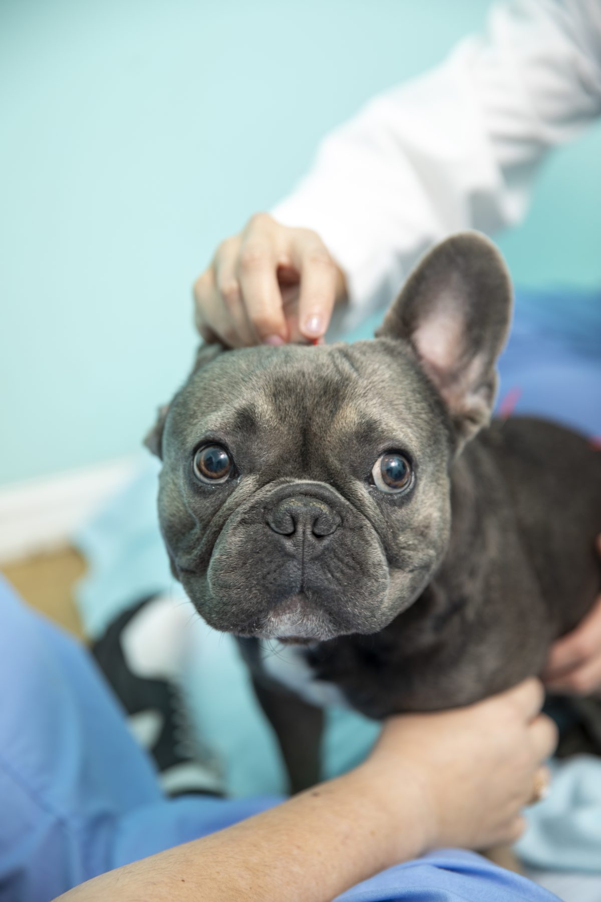 French Bulldog patient exam