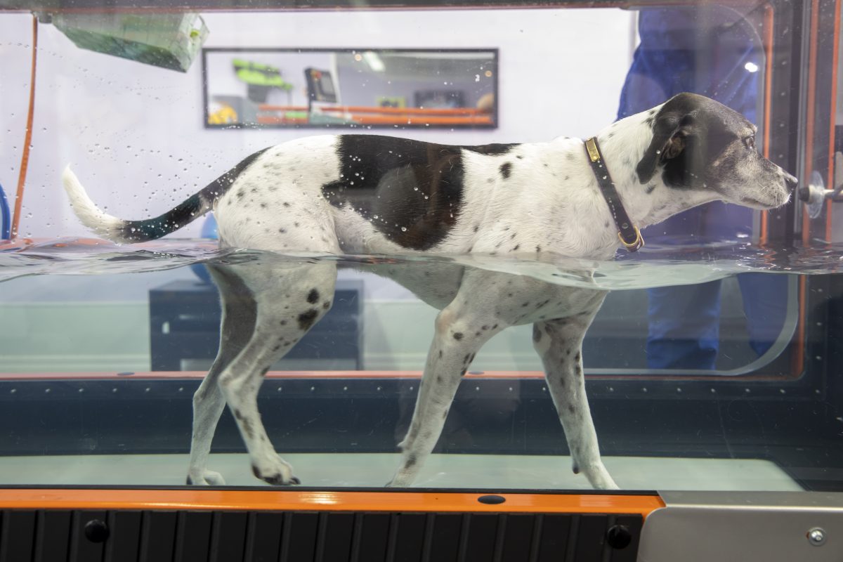 Dog walking in underwater treadmill