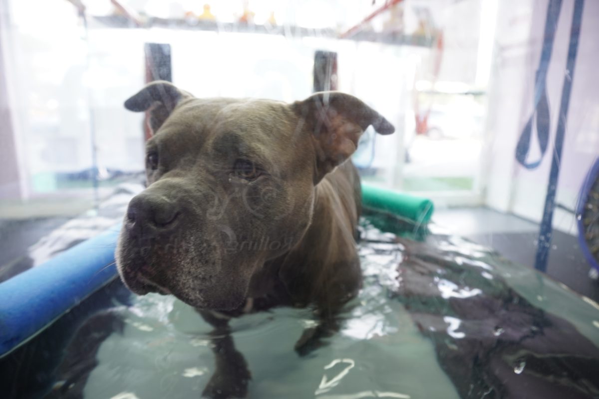 Dog in underwater treadmill