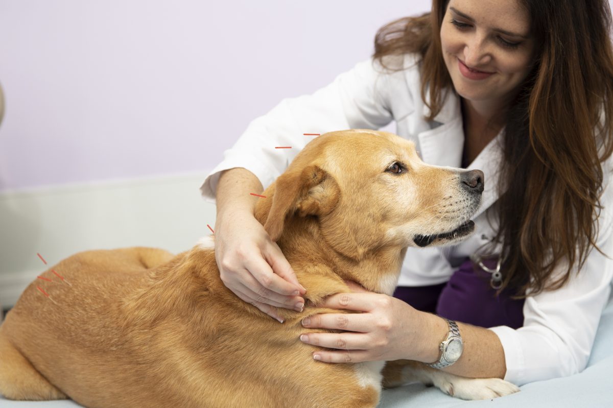 Delayed healing post-TPLO & orthopedic surgery