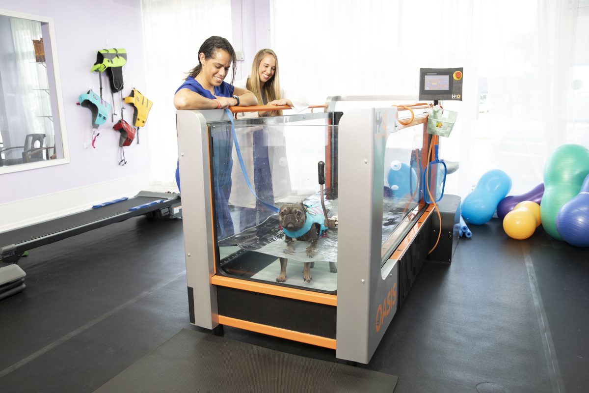 Vet team with dog in underwater treadmill