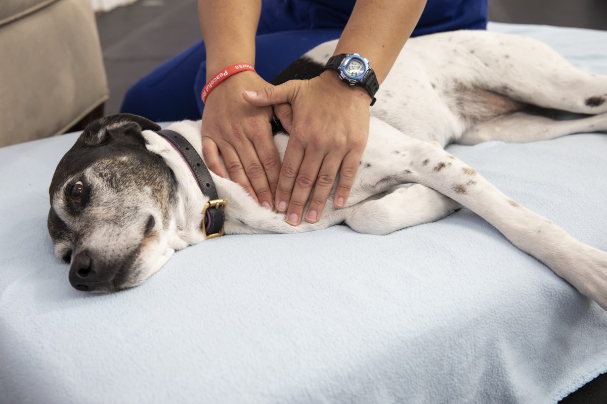 Hands-on massage therapy closeup