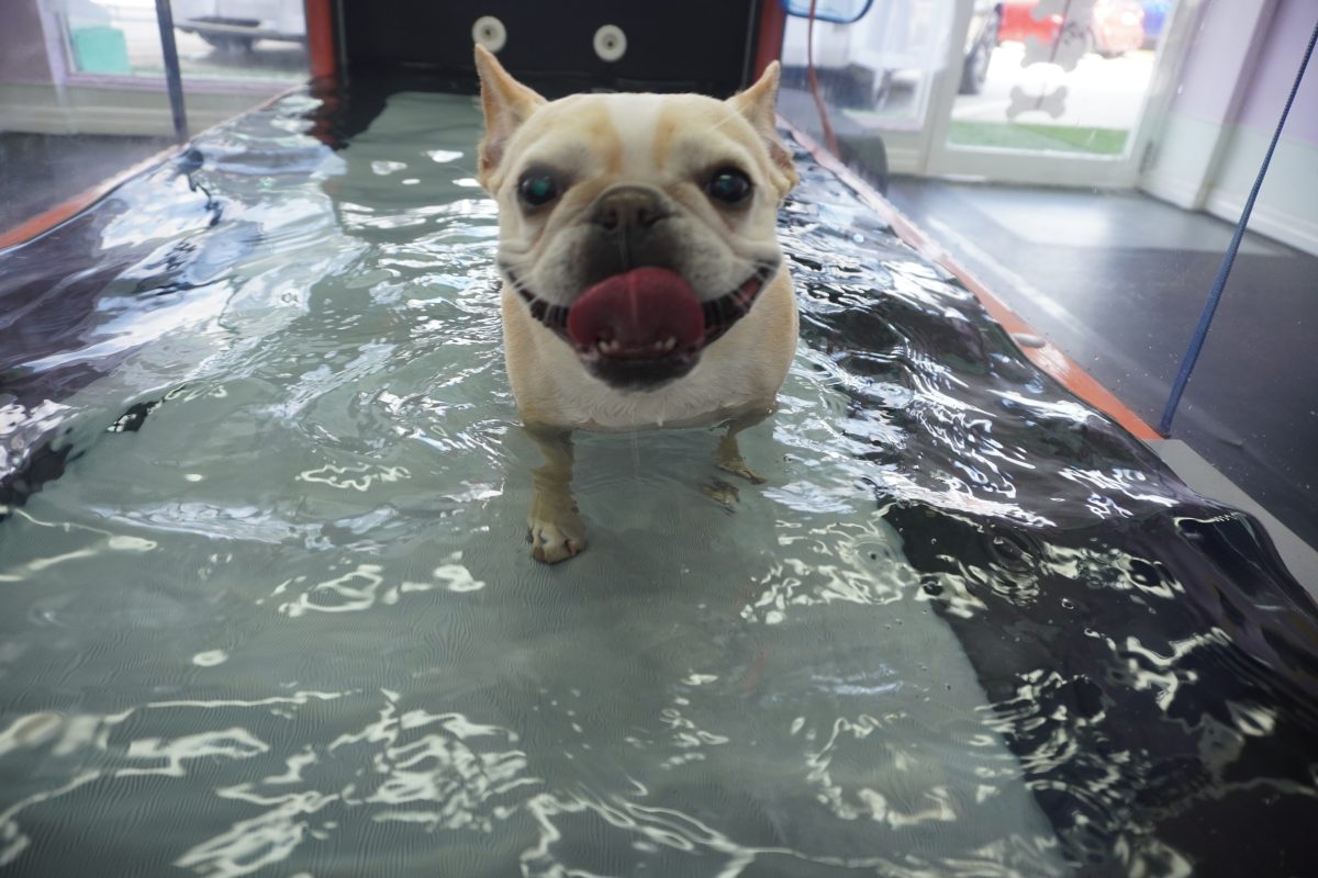 French Bulldog in underwater treadmill