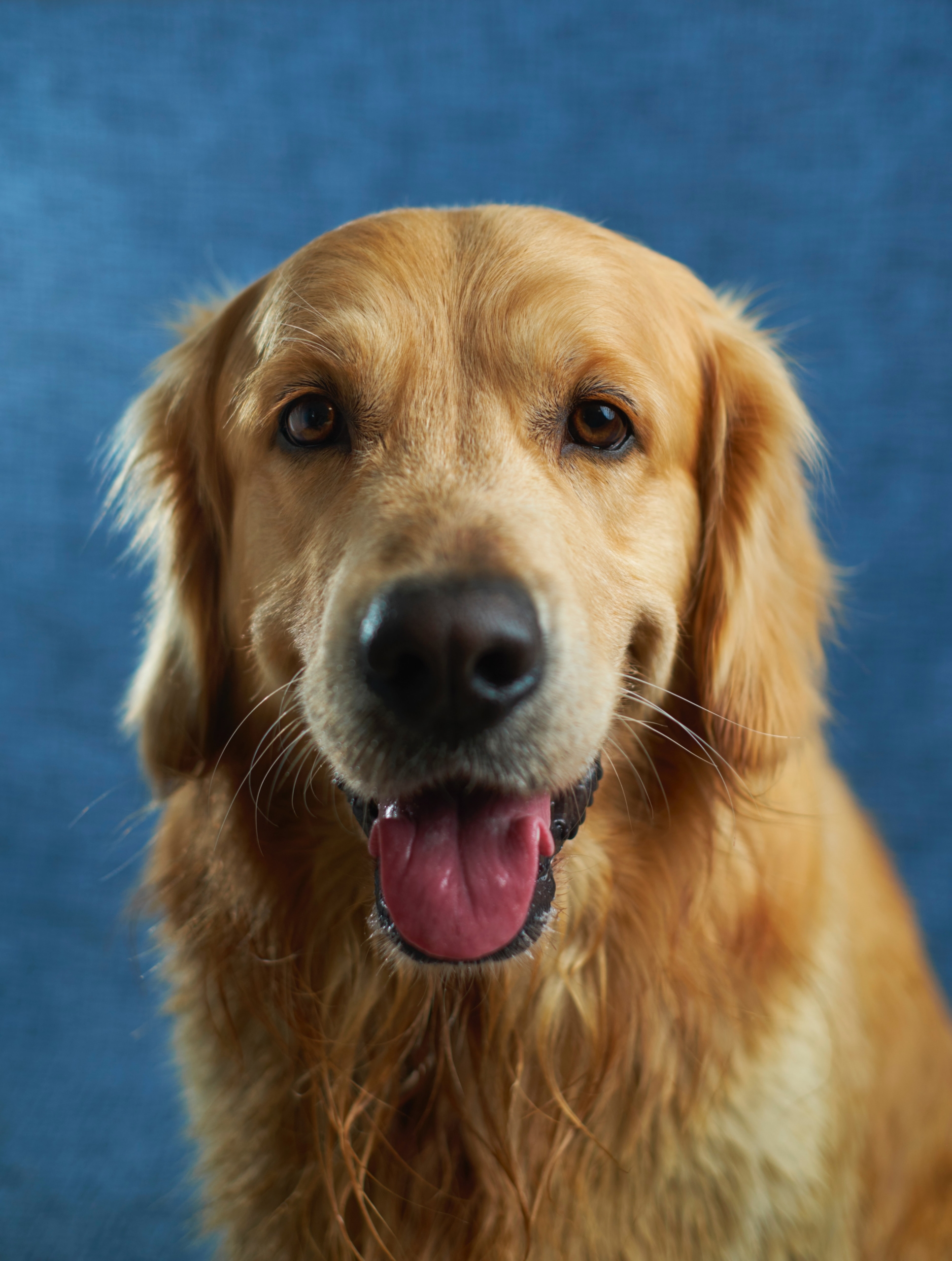 Pet Insurance for Your Dog or Cat