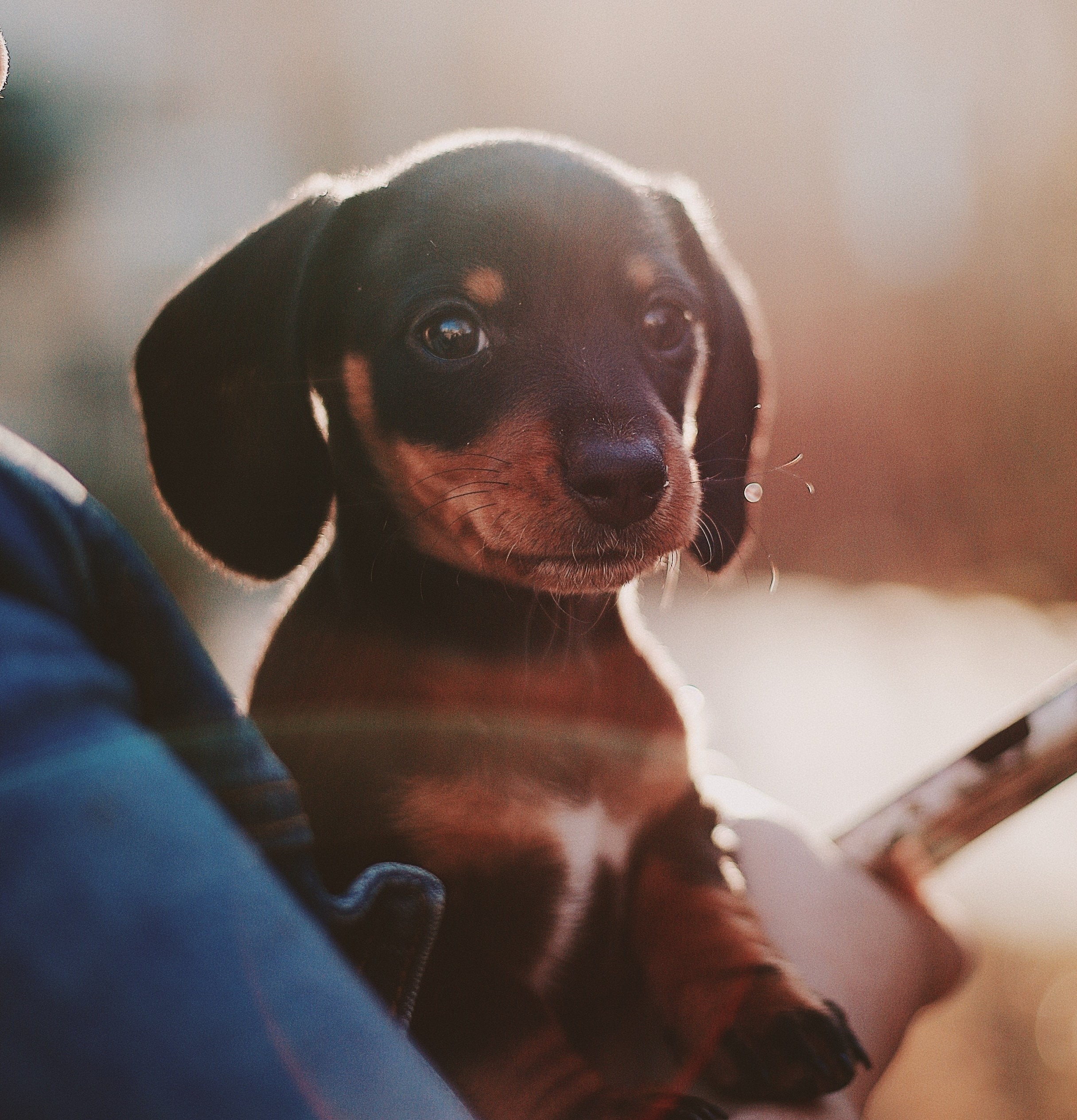 Treating IVDD in Dogs with Acupuncture