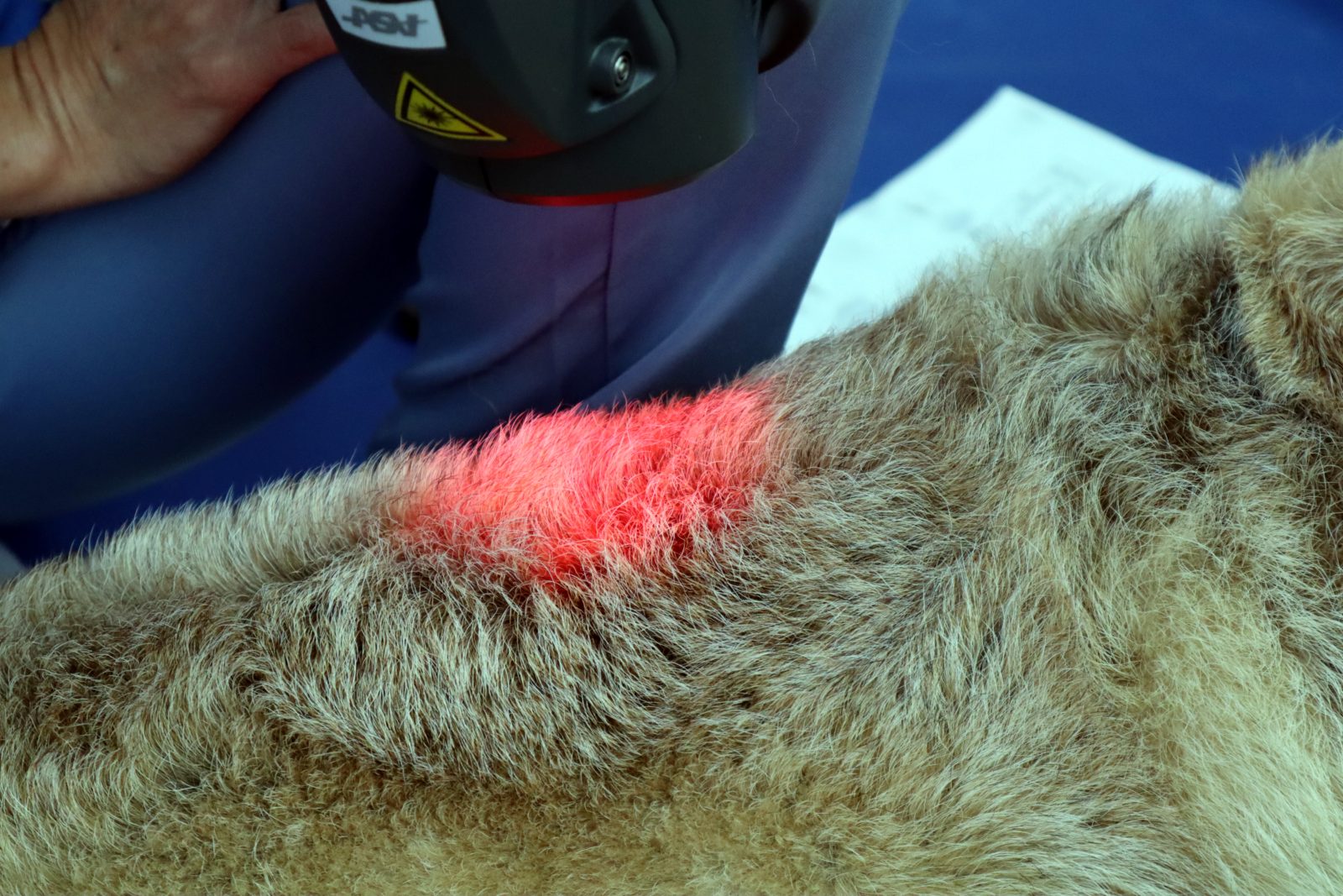 Laser therapy treatment closeup