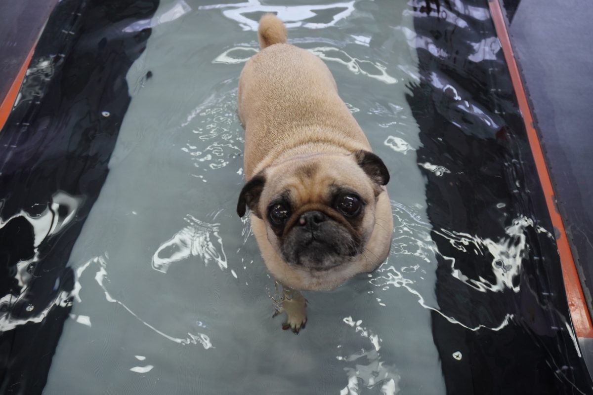 Pug in underwater treadmill