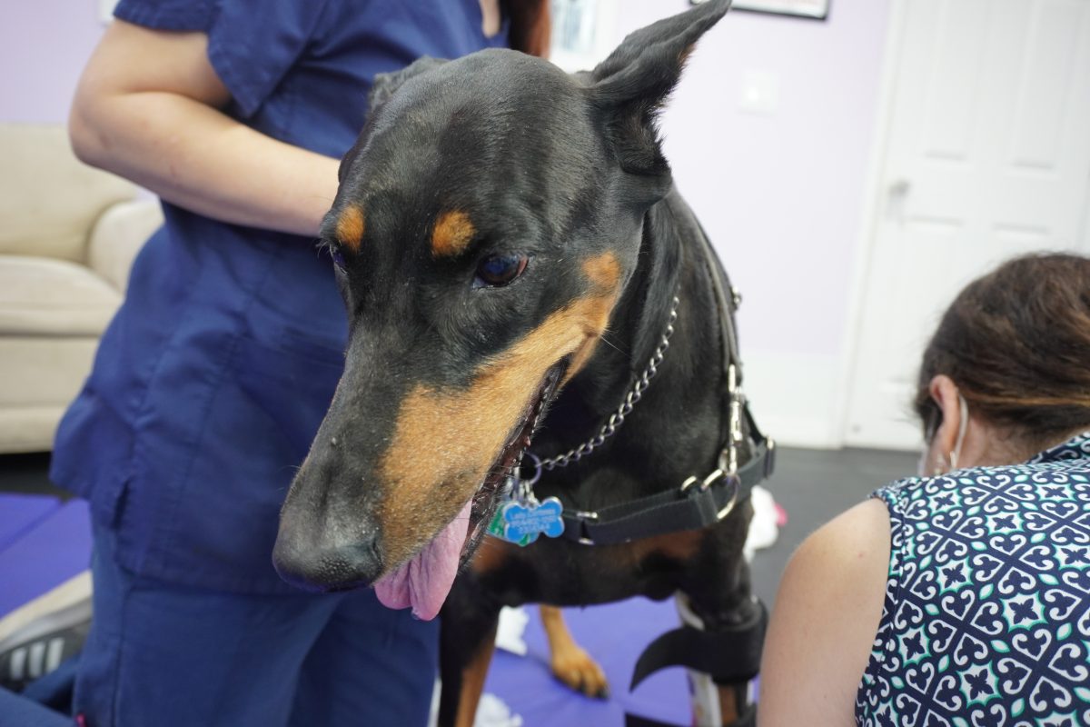 Dobermann patient during brace fitting