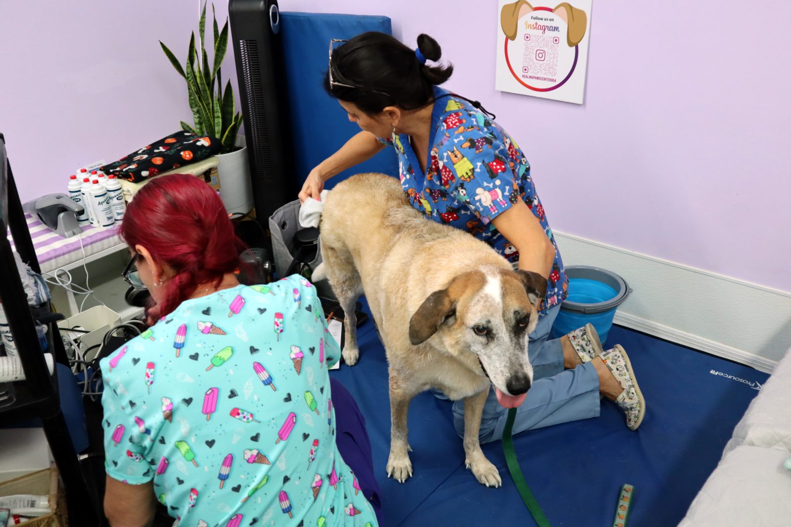 Rehab team supporting dog during exercise