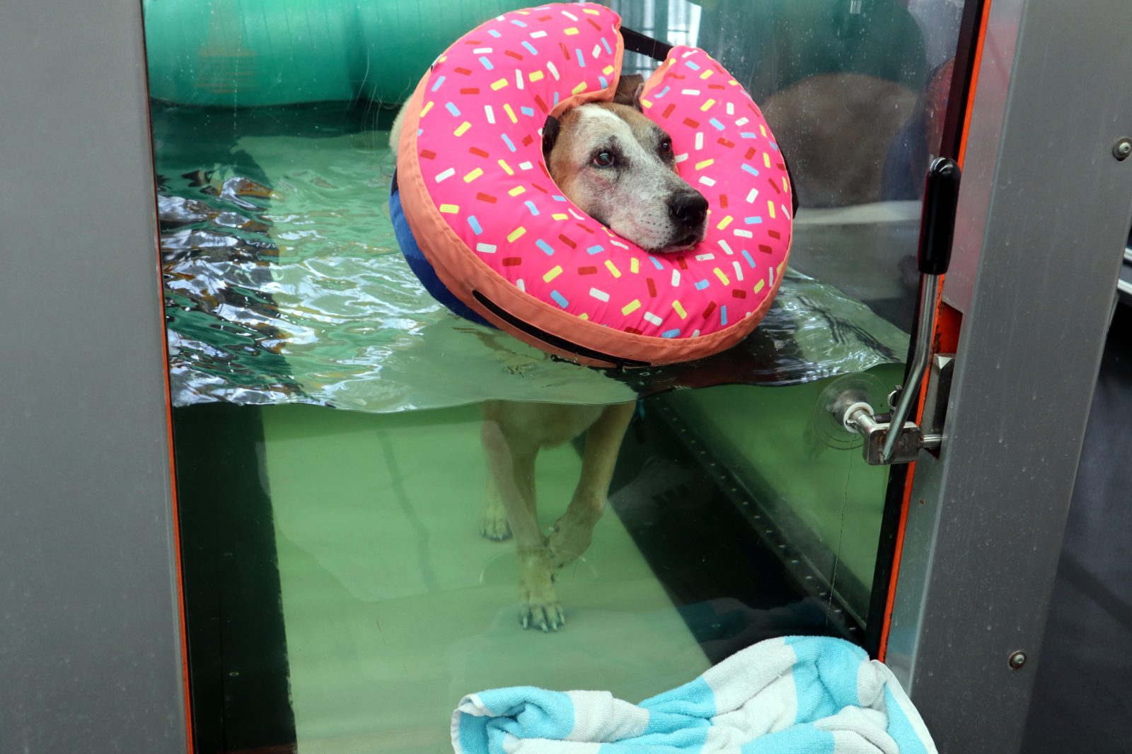Dog in underwater treadmill with flotation ring