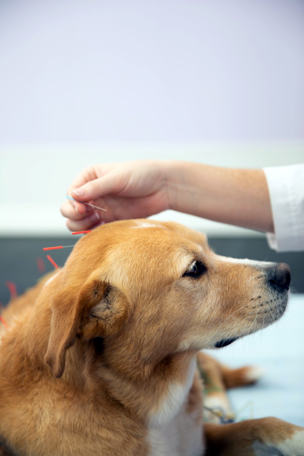 Golden dog receiving acupuncture treatment