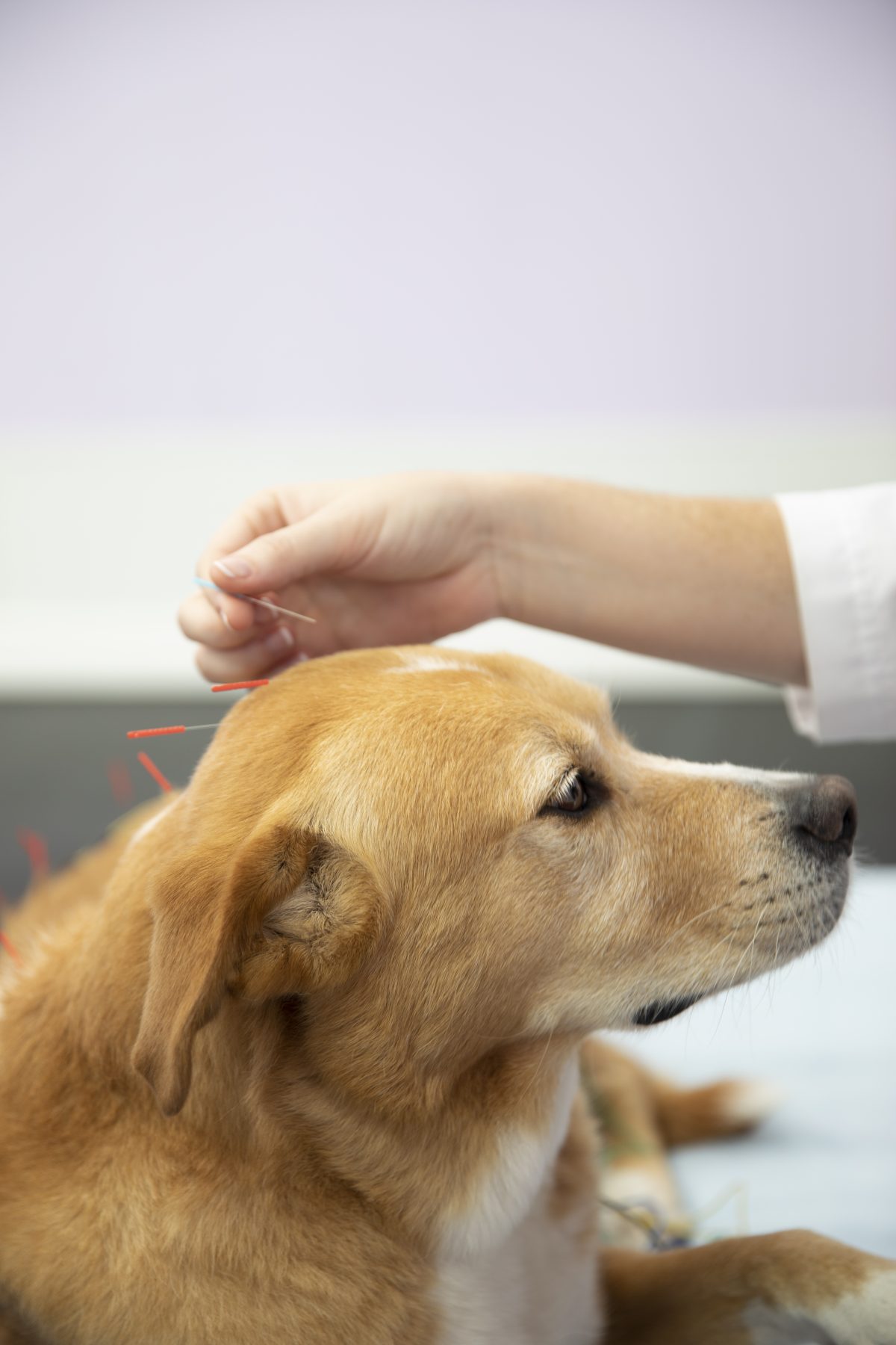 Golden Lab receiving acupuncture