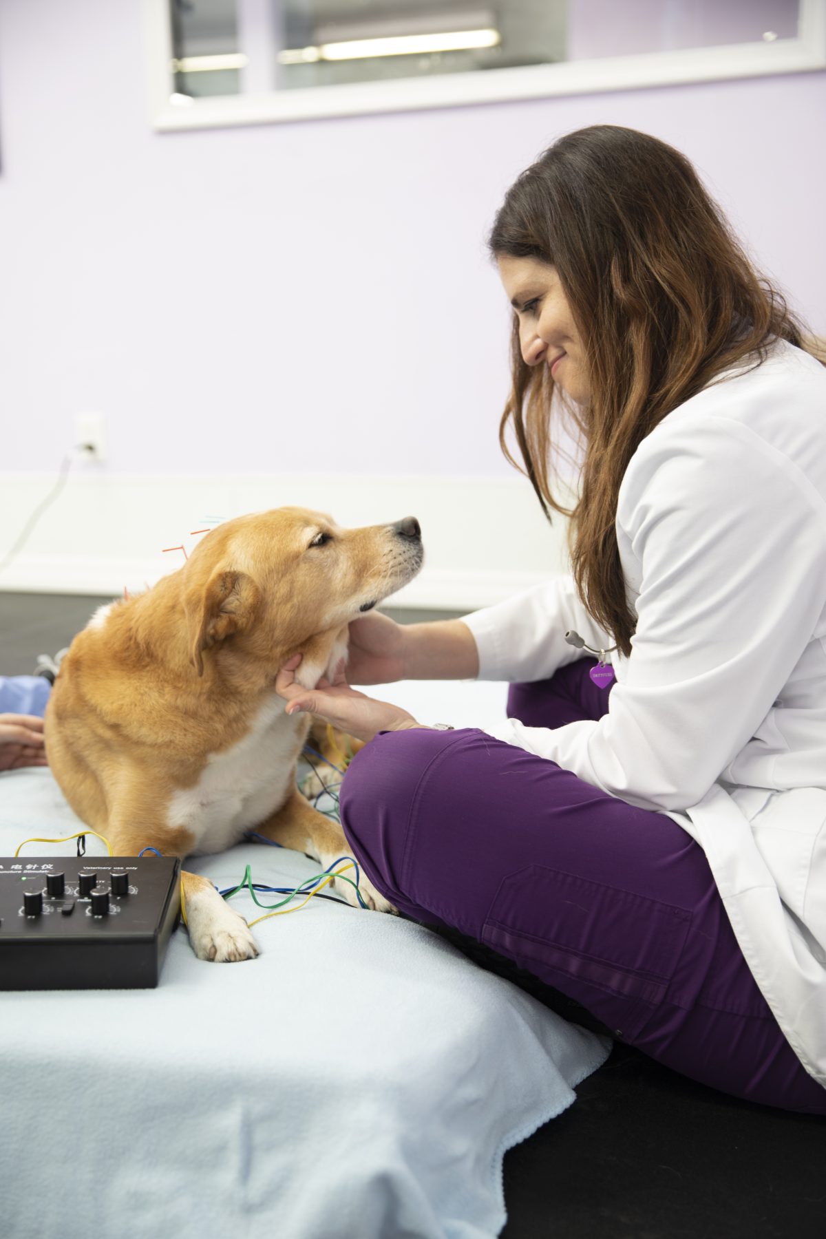Vet performing electroacupuncture treatment