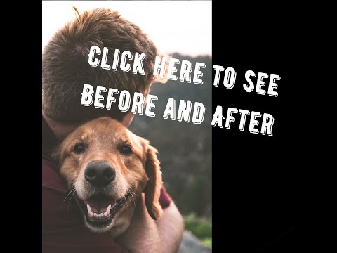 Before and After Pet Acupuncture for Dogs