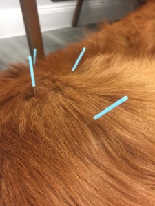Golden retriever dog improving from arthritis after acupuncture treatment.