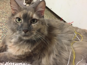 Beautiful cat enjoying acupuncture treatment at Healing Paws Center