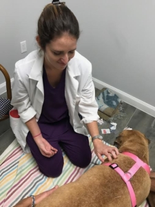 Dr. Jessie treating dog with holistic vet care and canine physical therapy