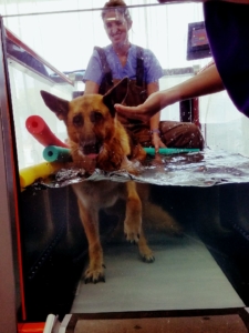 Hydrotherapy helps soothe this puppy’s arthritic joints. He loves the warm water!