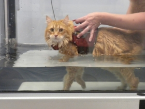 Even cats can benefit from underwater treadmill therapy!