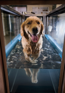 Your canine athlete will benefit from conditioning in an underwater treadmill