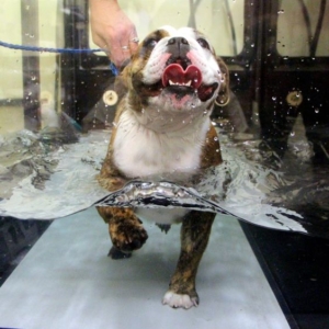 Dogs who use the Underwater Treadmill Therapy post-surgery recover MUCH more quickly after surgery.