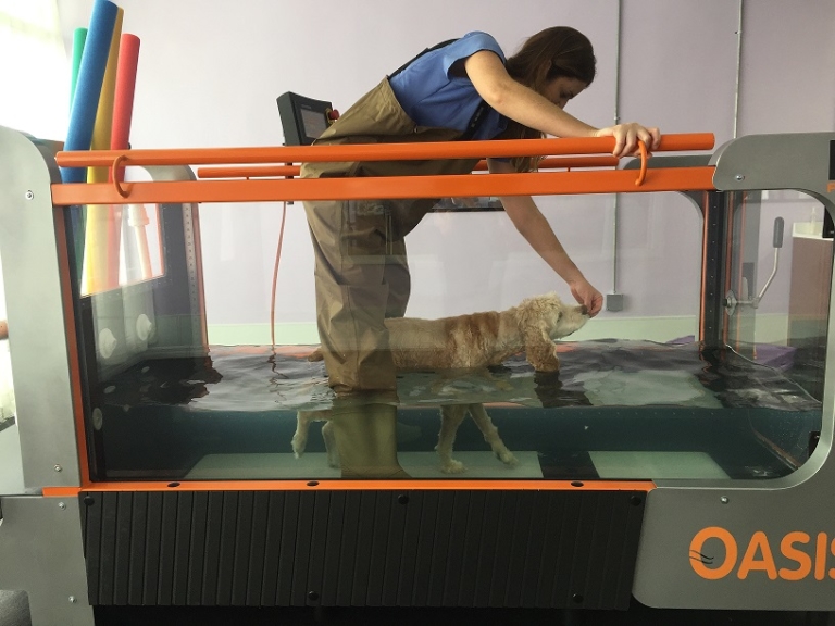 pupwatertreadmillmed Healing Paws Center