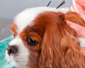 Acupuncture can alleviate cancer pain, and help your pet fight the cancer by boosting the immune system.