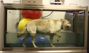 Senior pets can benefit from the low impact, high resistance qualities of the underwater treadmill therapy.