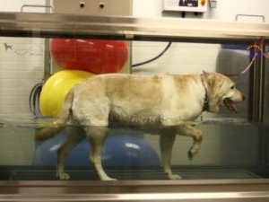 Senior pets can benefit from the low impact, high resistance qualities of the underwater treadmill therapy.