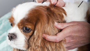 Dr. Jessie treat cancer in pets using acupuncture