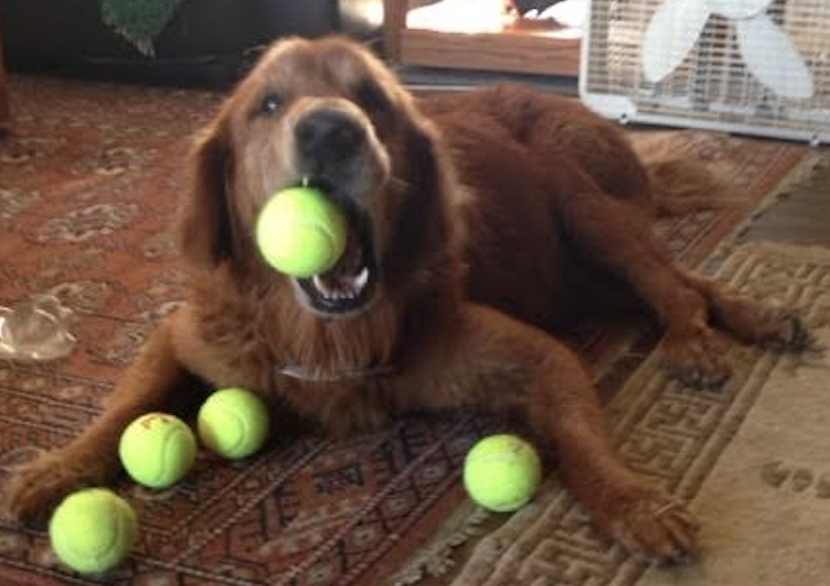 Ridge the golden retriever successfully treated with acupuncture, happily playing with balls.