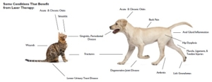 A diagram showing the benefits of laser therapy for dogs and cats.