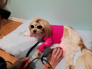 Jackie receives laser therapy as part of her physical therapy plan following her knee surgery.