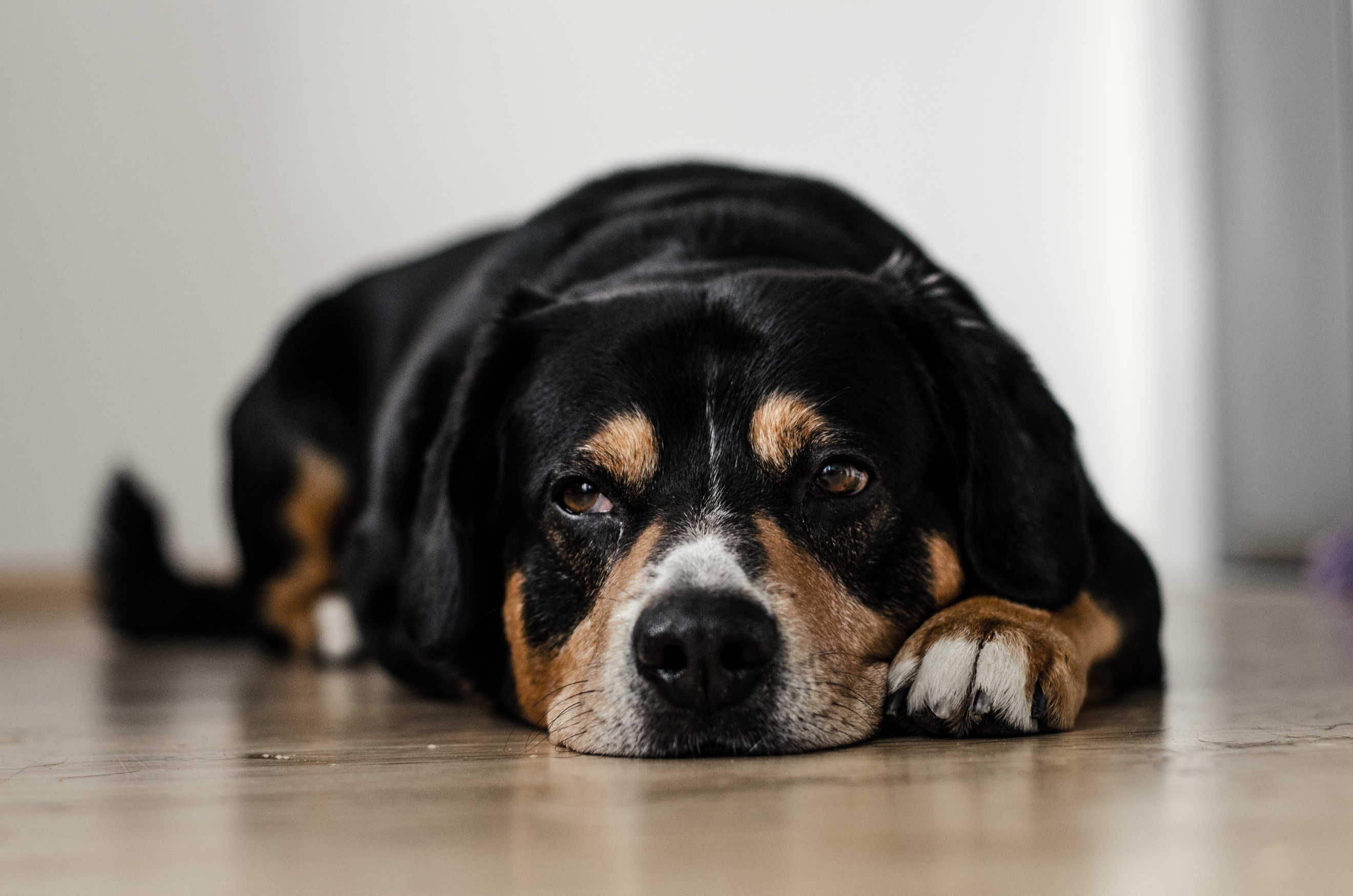 Do you know the signs of arthritis in your pet?