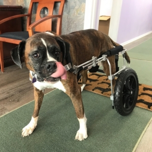 `Doctor`s wheelchair improved his mobility against Degenerative Myelopathy!