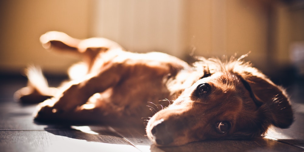 Treat Intervertebral Disc Disease in Dogs Using