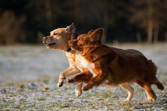 Let’s start the road to holistic healing to get your pet back to running and playing!
