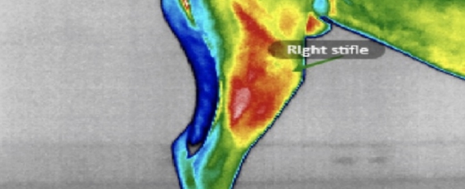 Our infrared imaging allows us to see the degree of inflammation and pain and treat accordingly! Using this modality, we are able to ensure GREAT pain management, and treat any compensatory areas!