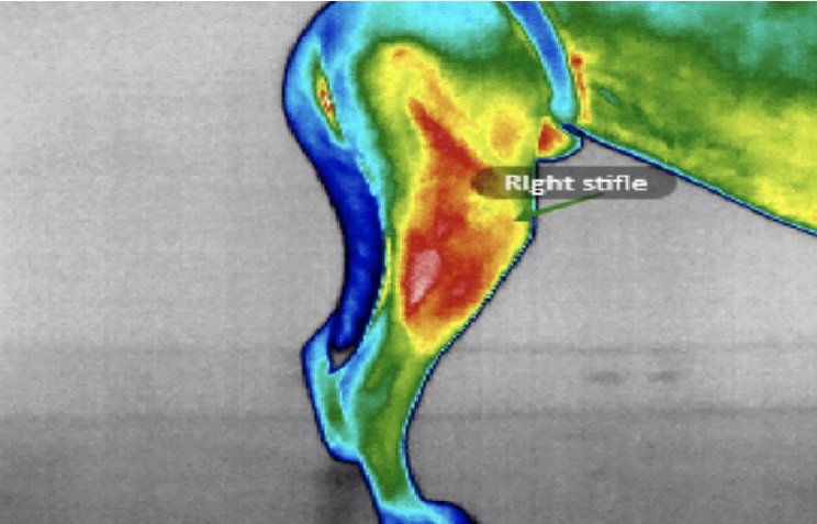 Our infrared imaging allows us to see the degree of inflammation and pain and treat accordingly! Using this modality, we are able to ensure GREAT pain management, and treat any compensatory areas!