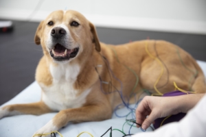 Acupuncture can increase your pet’s energy so they can go farther on those daily walks or even hop into the car like they used to when they were younger.