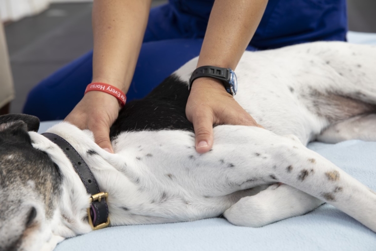 dog massage pillow