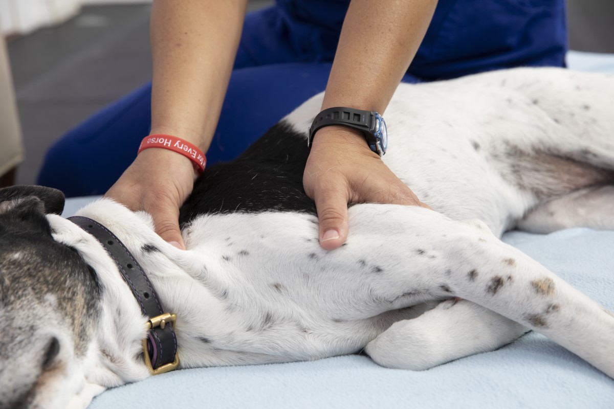 Massage therapy can improve a pet’s well-being overall.