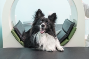 Chaplin utilizes magnetic pain relief therapy to treat his early arthritis of the hips and knees. He also comes in for pulse treatments.