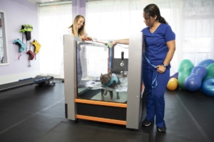 ALL pets can benefit from the low impact, high resistance qualities of the underwater treadmill.